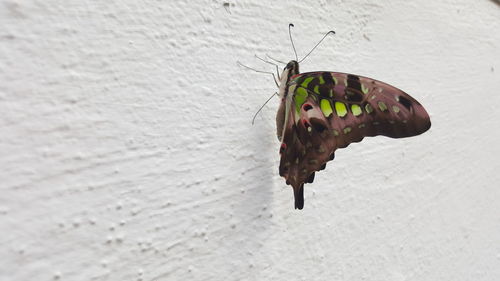 Close-up of insect hanging