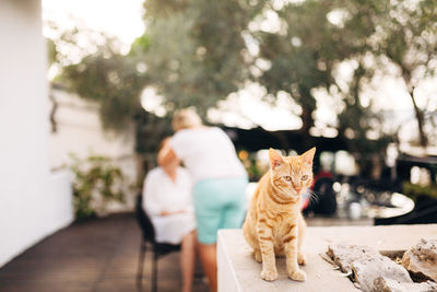 Portrait of cat sitting on table