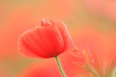Close-up of pink flower