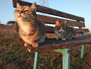 Cat sitting on wooden railing