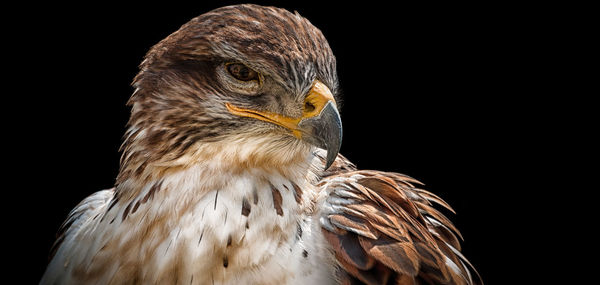 Close-up of eagle over black background