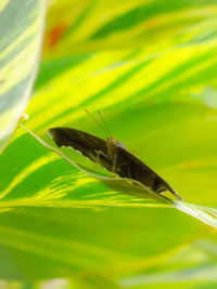 Close-up of insect on leaf