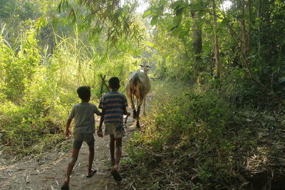 Rear view of people walking in forest