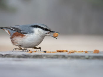 Close-up of bird eating