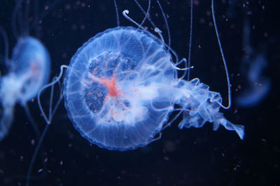 Close-up of jellyfish in aquarium