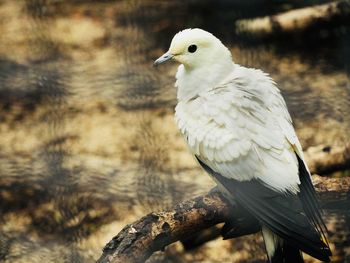 bird