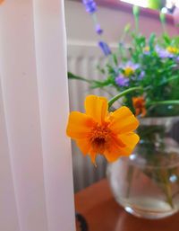 Close-up of yellow flower in glass vase