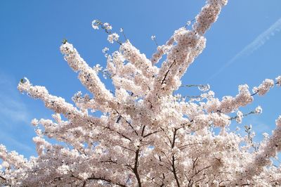 Low angle view of cherry blossom tree against blue sky