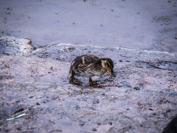 High angle view of duckling in rain