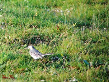 Close-up of bird perching on field