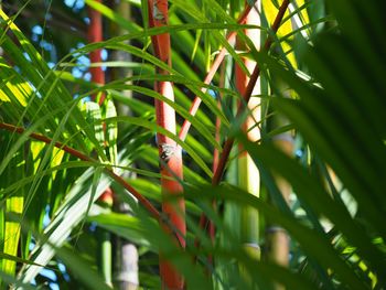 Bamboo in port douglas