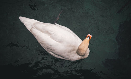 High angle view of swan swimming in lake