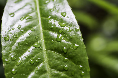 Close-up of water drops on leaves