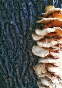 Full frame shot of tree trunk