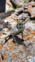 Close-up of lizard on rock