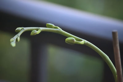 Close-up of green plant