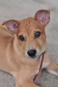 Close-up portrait of dog