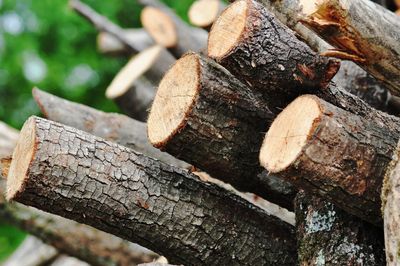 Close-up of tree trunk