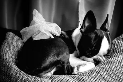 Close-up of dog relaxing on bed at home