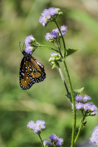 Close-up of butterfly pollinating on purple flower