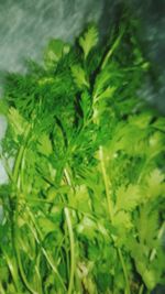 Close-up of fresh green leaves