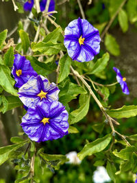 flowering plant