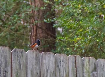 Bird perching on wood against trees