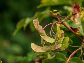 Close up of sycamore seeds