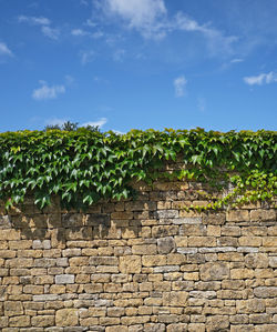 Plants growing on field against brick wall