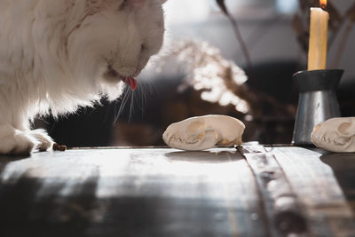 Cat hunts the skull of a marten