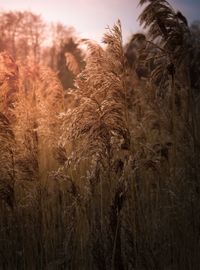 Close-up of wheat growing on field against sky