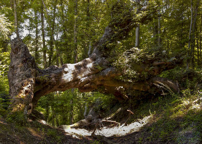 Trees growing in forest