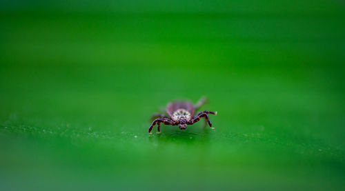 Close-up of spider