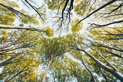 Low angle view of tree in forest