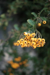 Close-up of yellow flowering plant