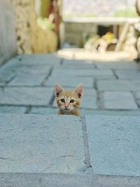 Portrait of cat by wall