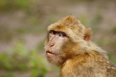 Close-up of gorilla looking away