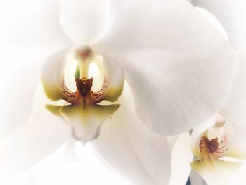 Close-up of white flower blooming outdoors