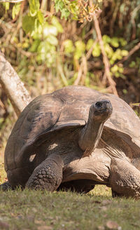 Close-up of a turtle on field