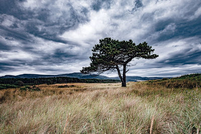 Pine tree on field against dramatic sky