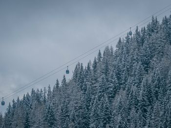 Low angle view of pine trees against sky