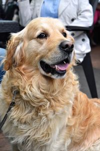 Close-up of golden retriever by table