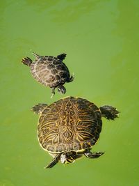 High angle view of turtle swimming in water