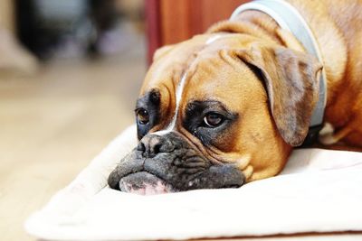 Close-up portrait of a dog