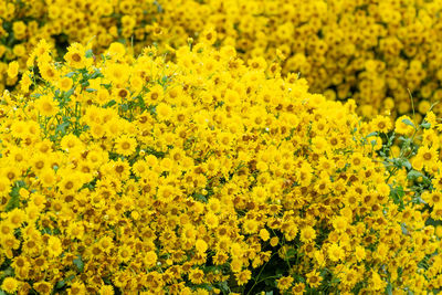 Close-up of yellow flowering plants
