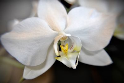 Close-up of white flowering plant