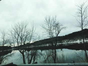 Bare trees in calm lake