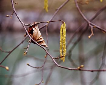 Close-up of dry leaves on branch