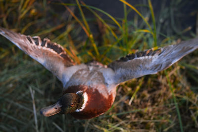 Close-up of a bird flying