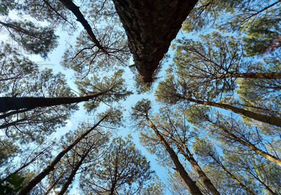 Low angle view of trees in forest against sky
